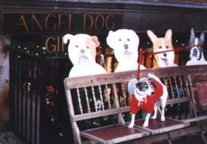 Angel Dog Store in Boston