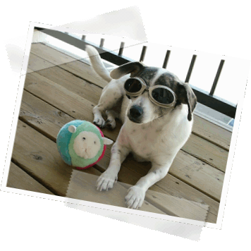doggles (49k image)