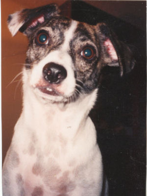 puppy