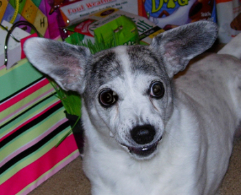 ears.jpg