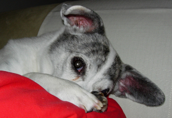 ears2.jpg
