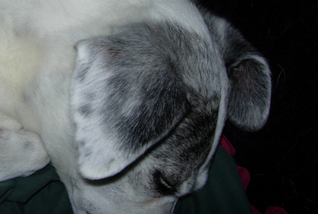 ears3.jpg